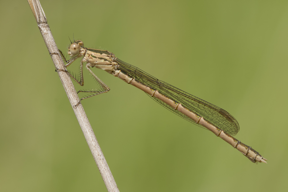 Sympecma paedisca