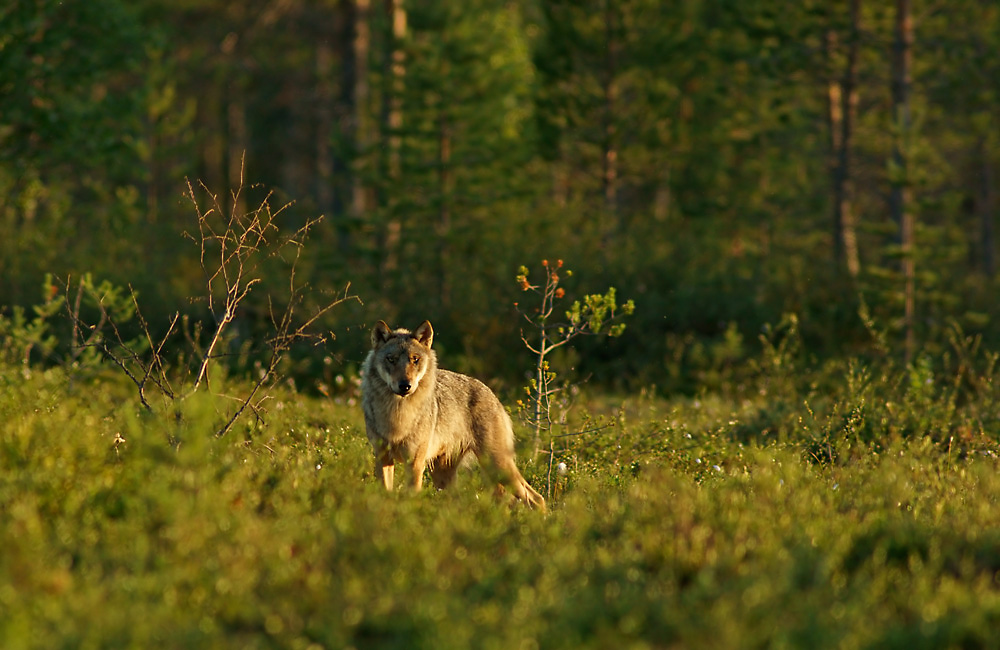 Wolf