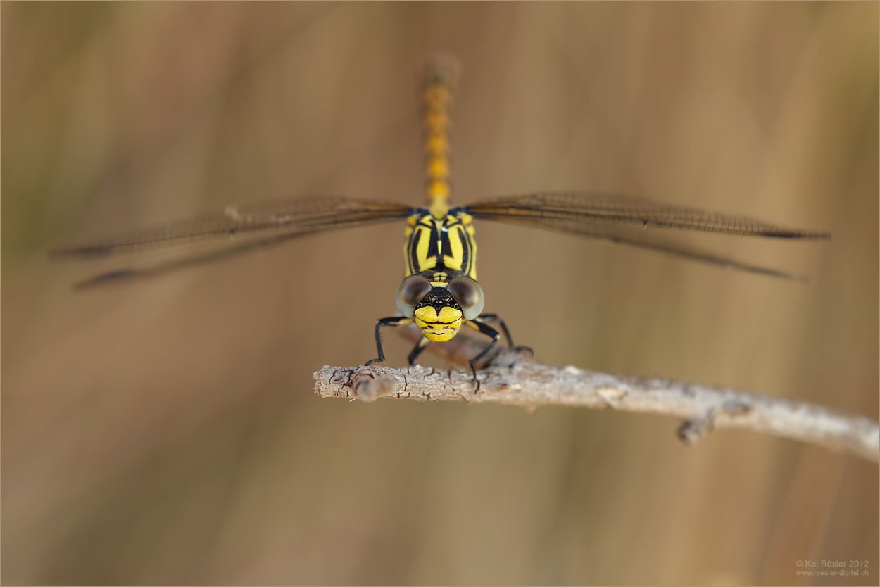 Grosse Zangenlibelle (Onychogomphus uncatus)