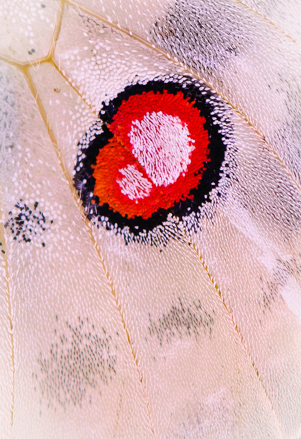 Faszination im Detail
