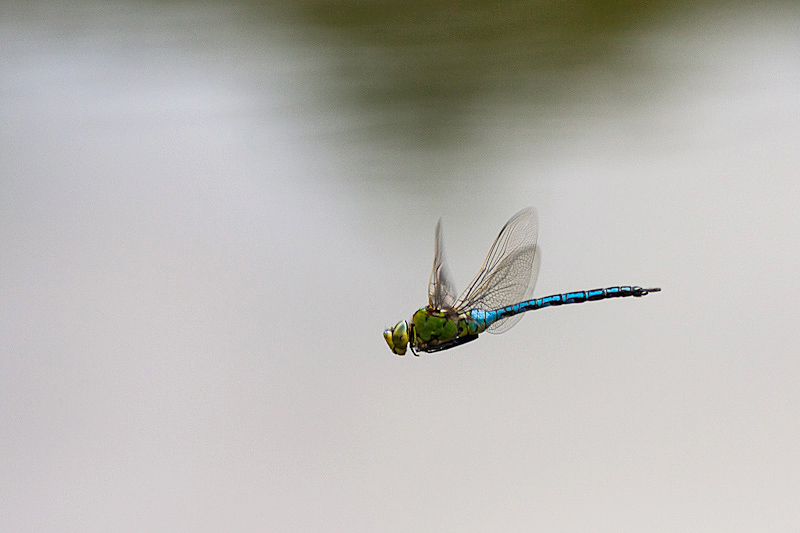 Patrouille am Teich ...