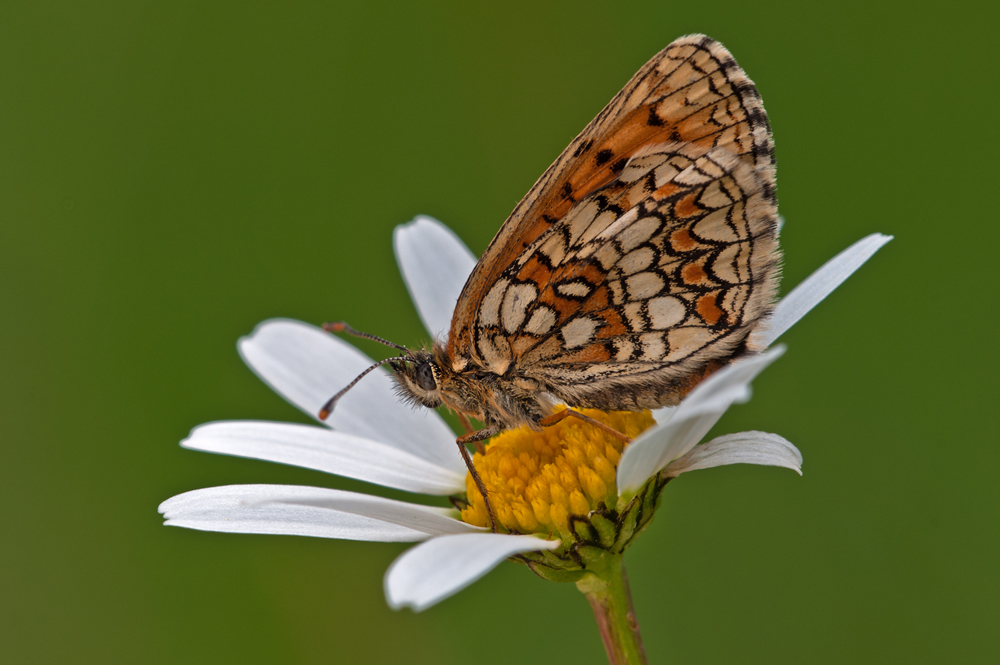 Scheckenfalter