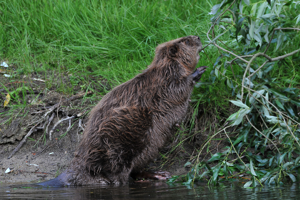 Für eine leckere Mahlzeit steigt er sogar aus dem Wasser.