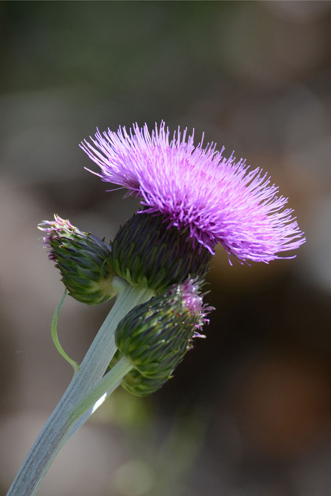 Unbekannte Gebirgsblume