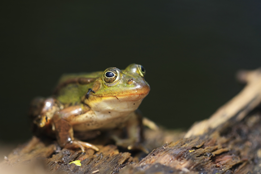 ...neugieriger Teichfrosch...