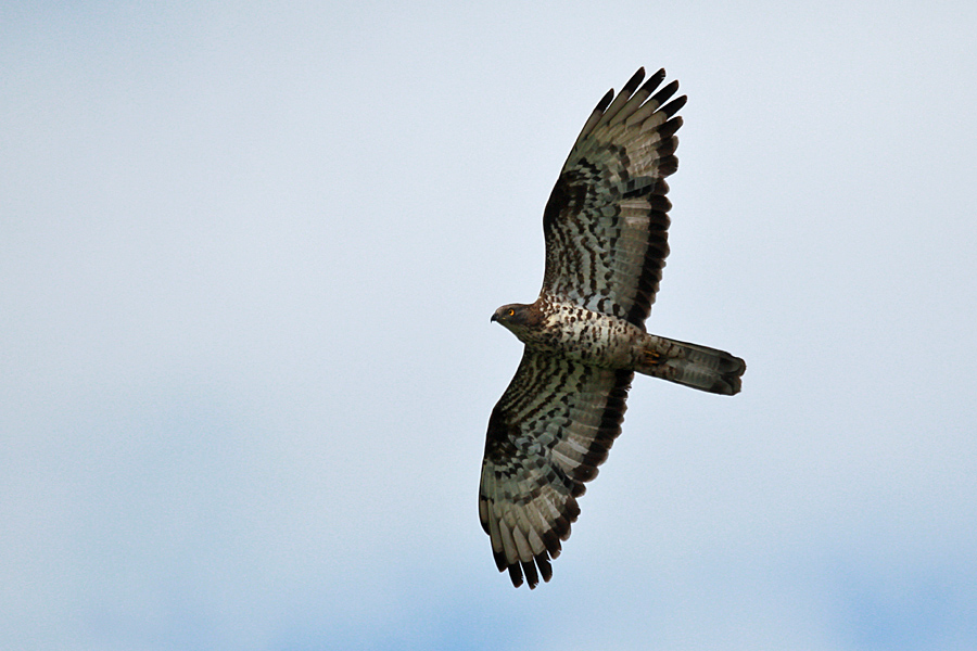 Wespenbussard