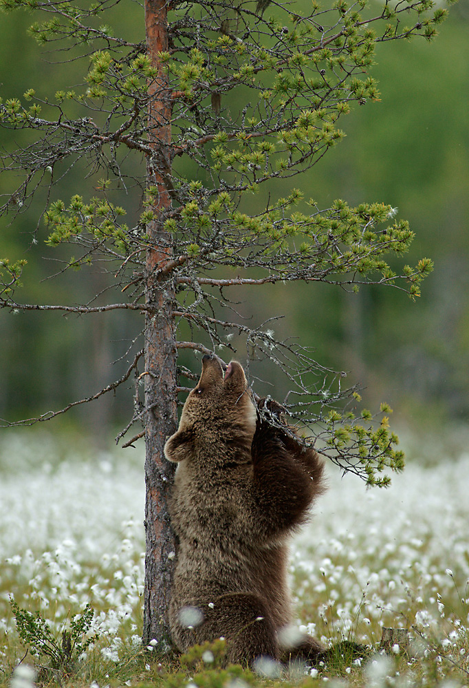 Braunbär beim Spielen