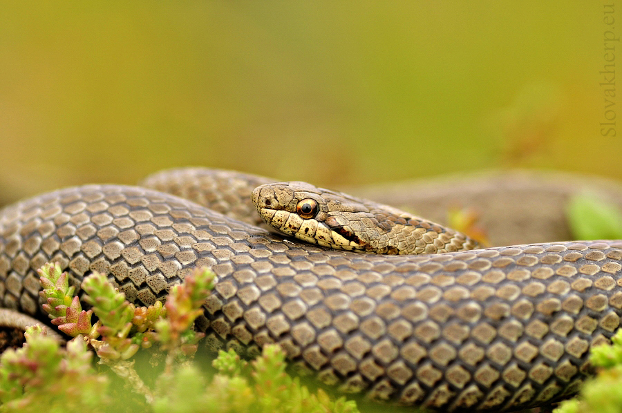 Coronella austriaca