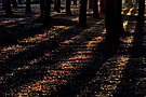 Licht-und Farbenspiel -