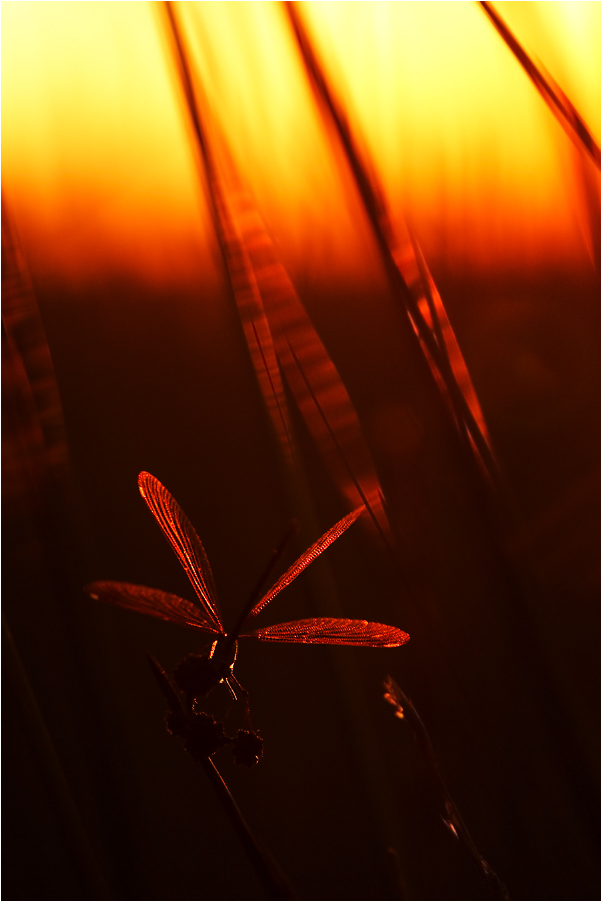 Die Bronzene