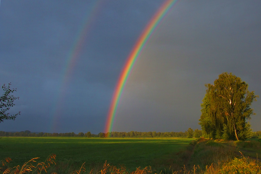 Wird er zum Wahrzeichen des Sommers ?