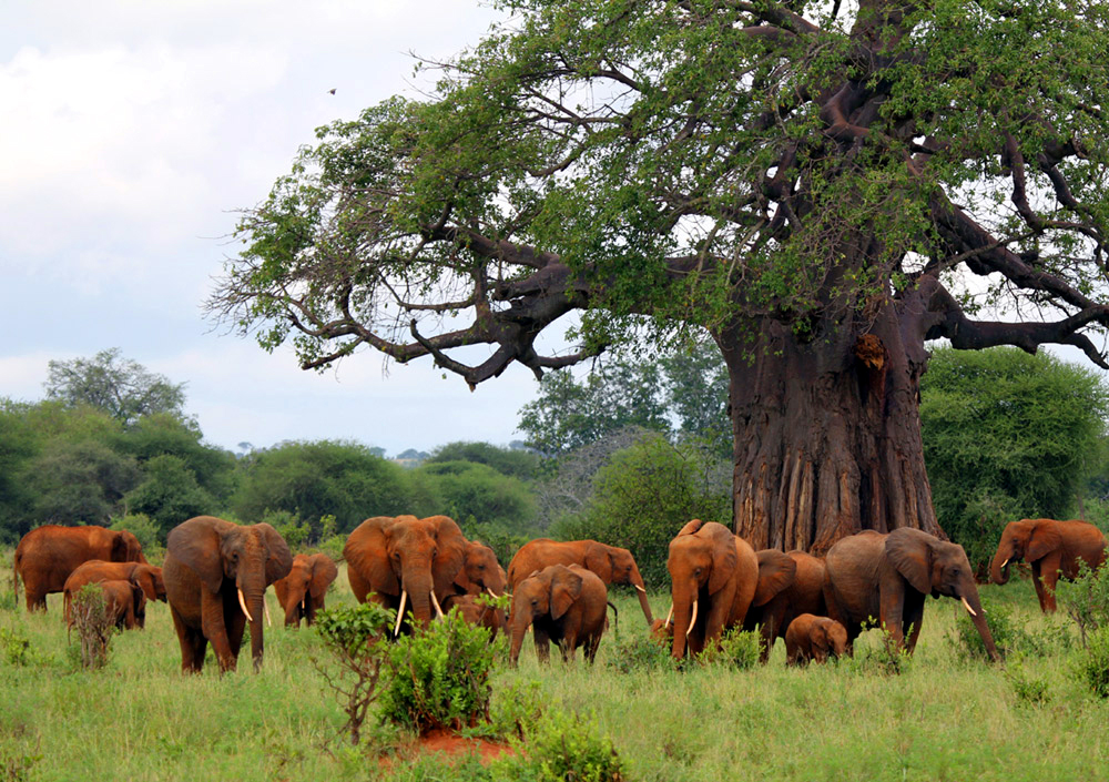Elefanten vor ca. 1000 jährigem Bao Baum