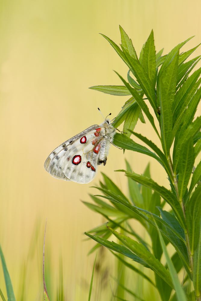 Roter Apollo (Parnassius apollo)