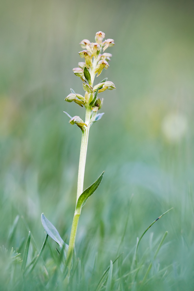 Dactylorhiza viridis