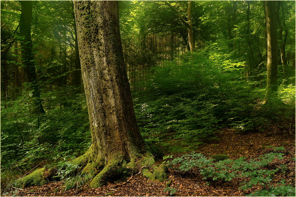 Wald mit ein wenig Sonne