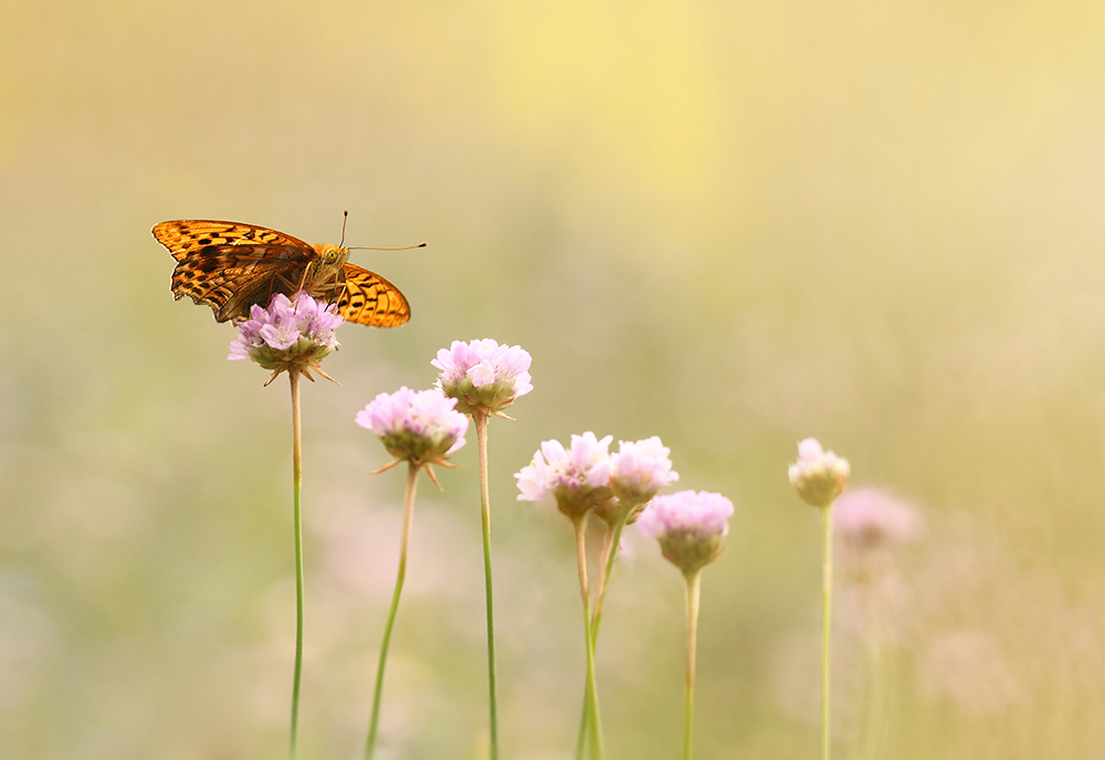 Ein bisschen Sommer 2