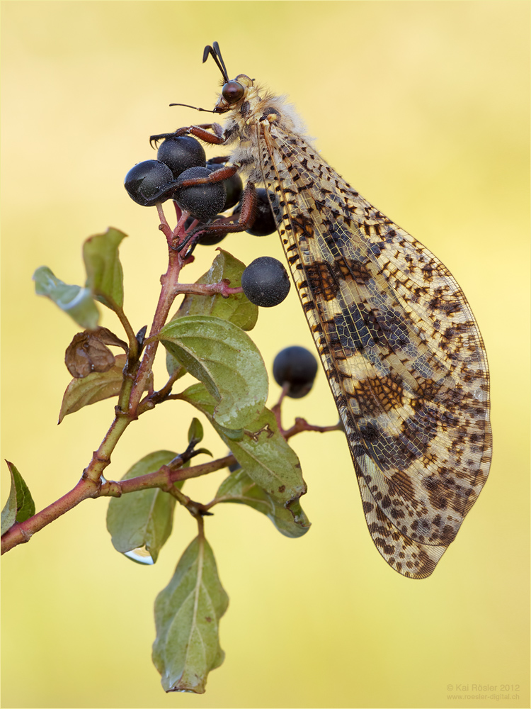 Libellenähnliche Ameisenjungfer (Palpares libelluloides)