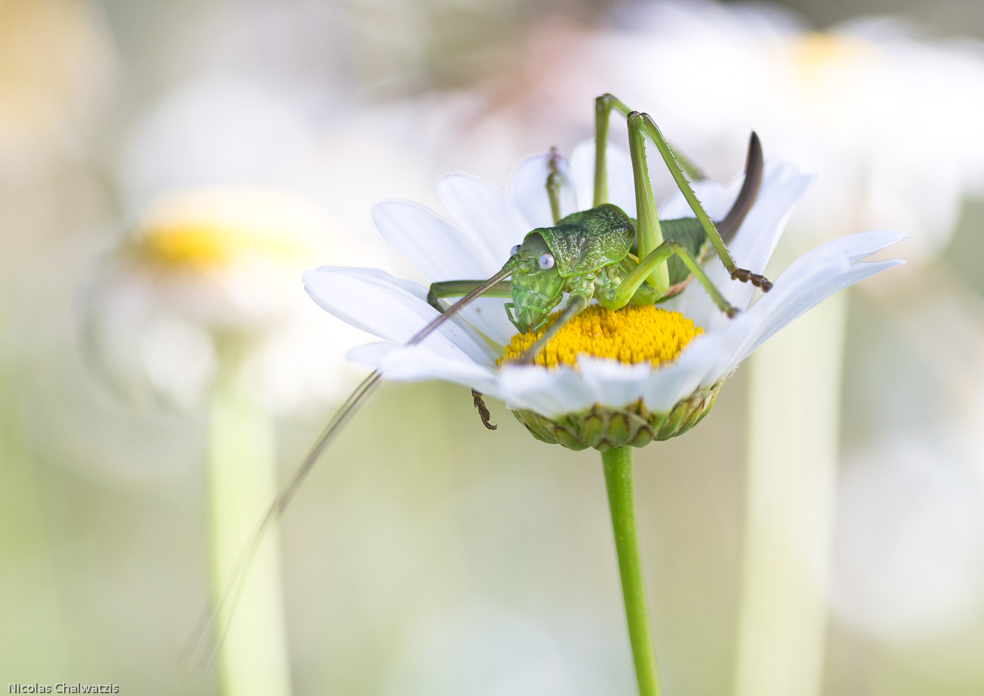 Steppen-Sattelschrecke (Ephippiger ephippiger)