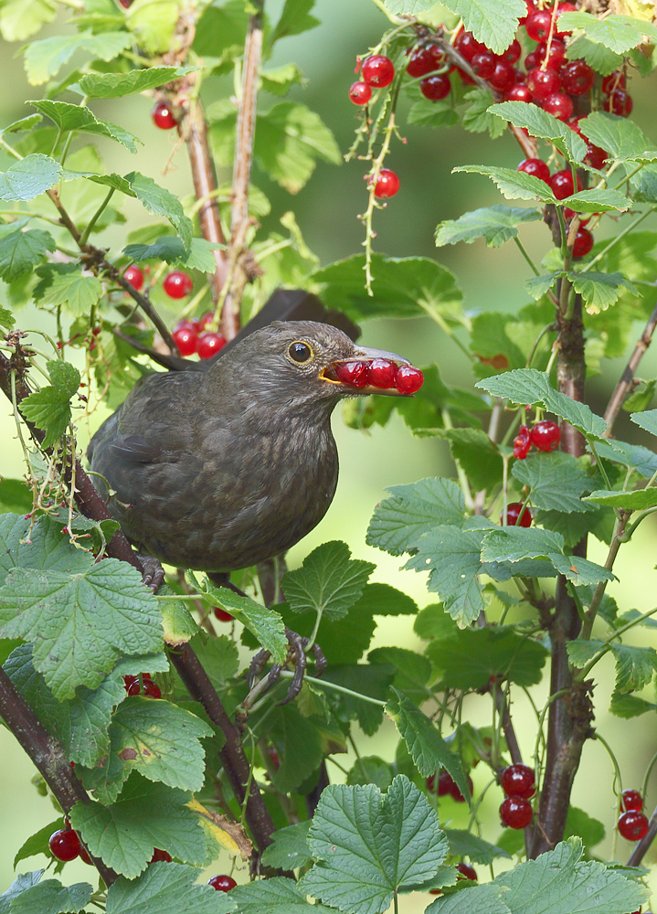 "Charly Amsel seine Frau"...