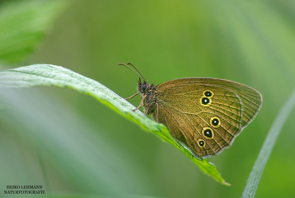 Brauner Waldvogel (Aphantopus hyperantus)
