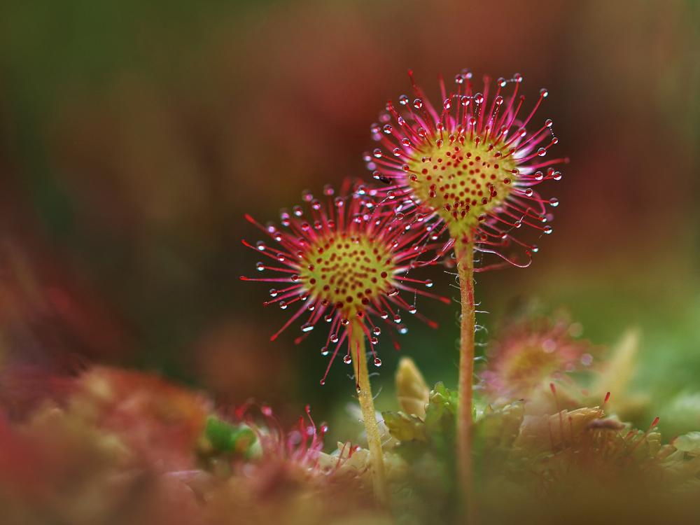 Flowerpower
