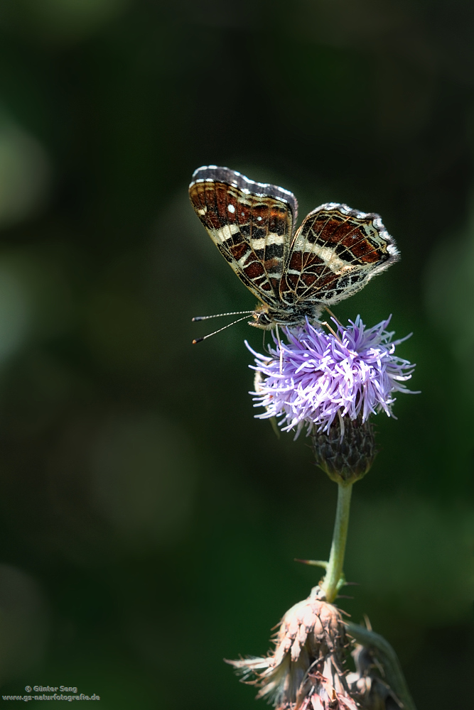 Landkärtchen...(Araschnia levana)