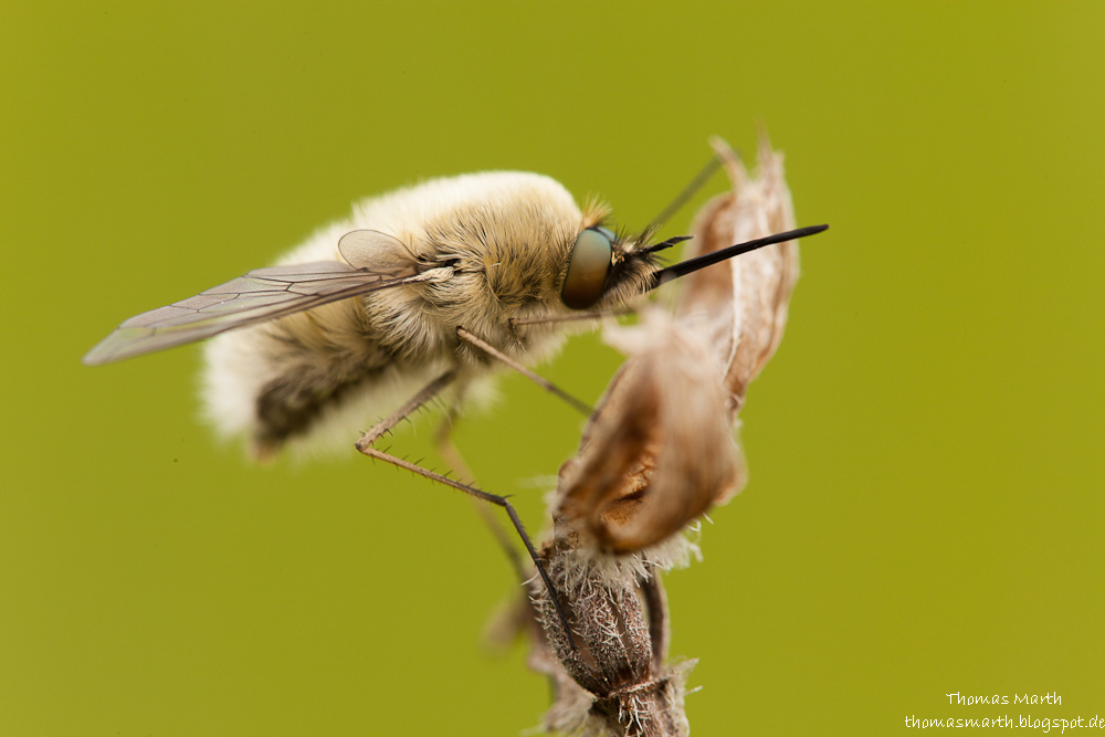 Bombylius posticus