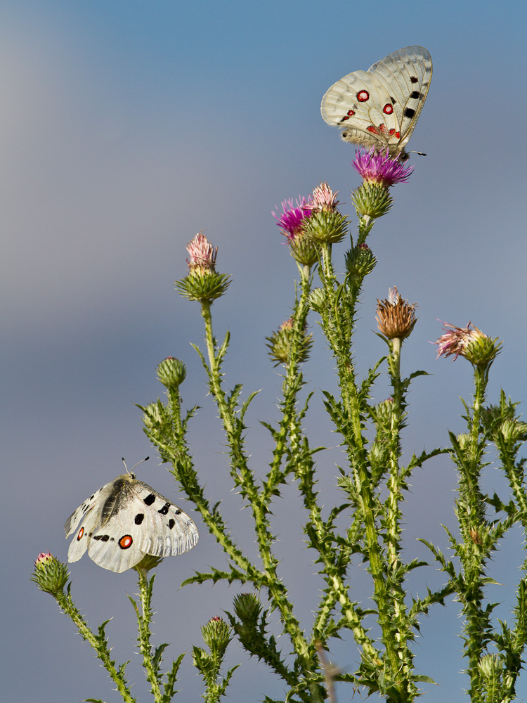 Hohe Verkehrsdichte an der Nickenden Distel