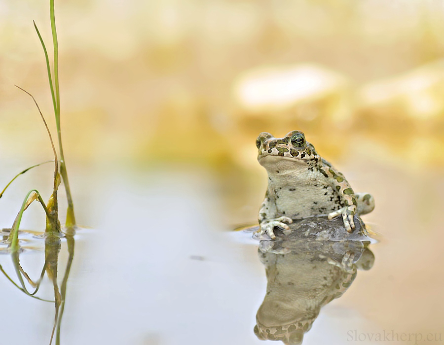 Bufo viridis