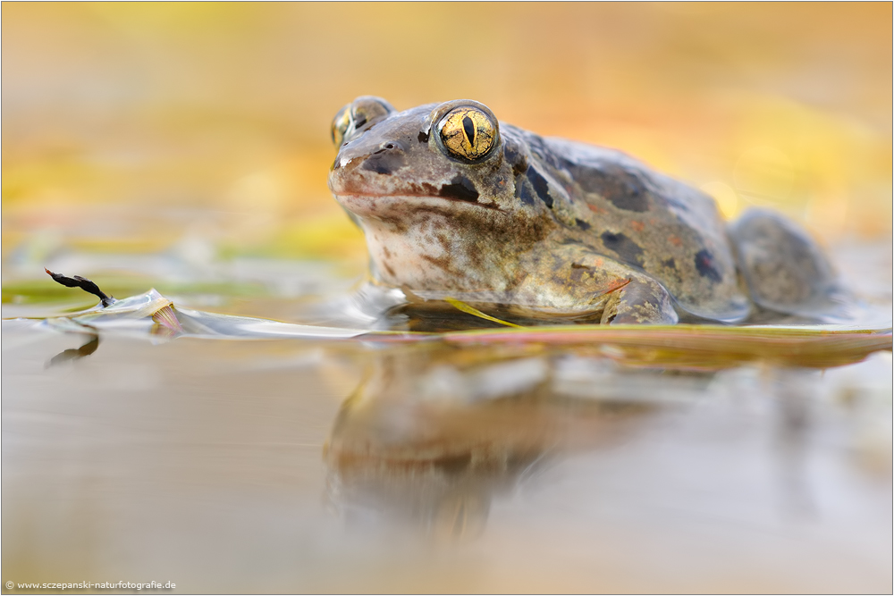 ~ Knoblauchkröte (Pelobates fuscus) ~