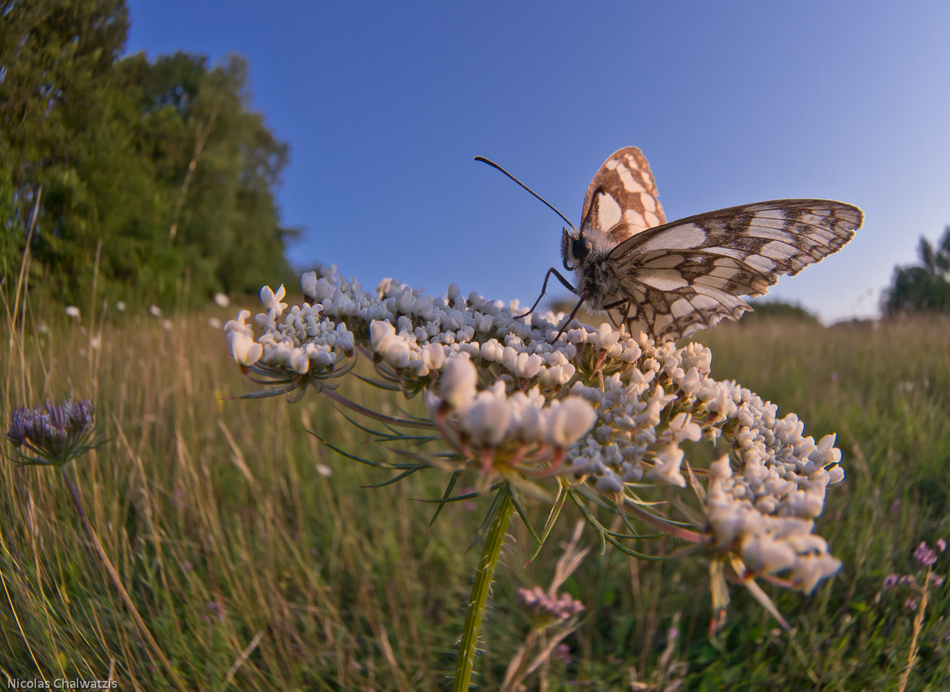 Meine Welt, die Wiese (Melanargia)