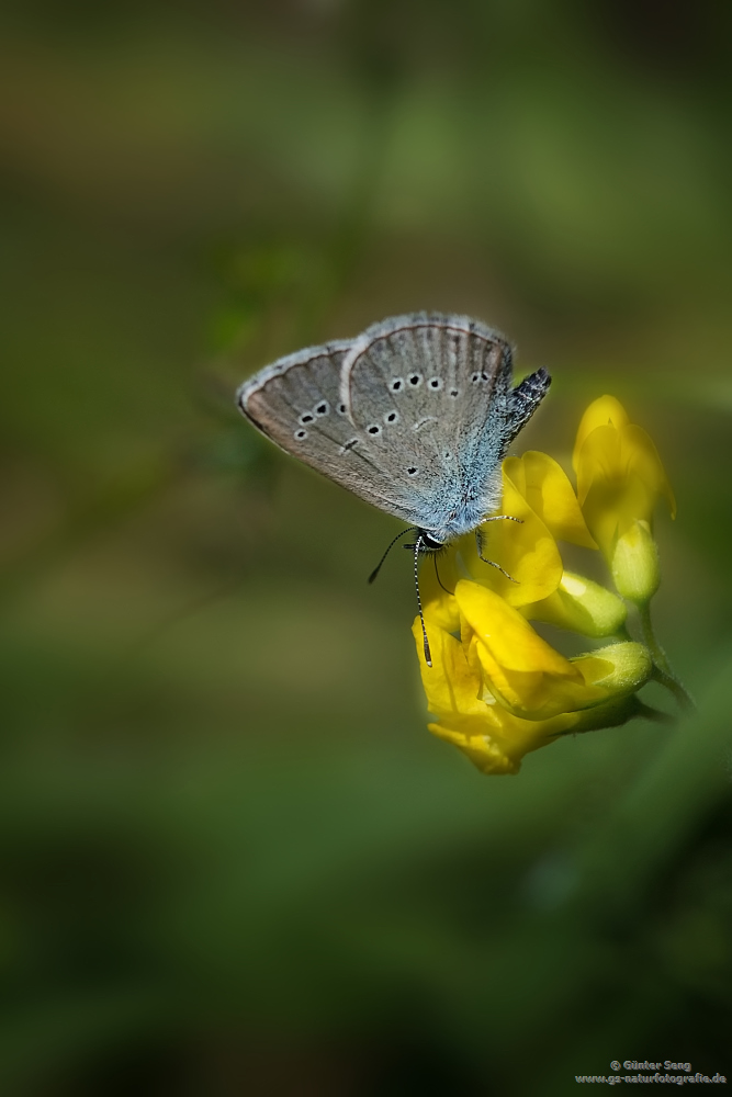 Vogelwicken-Bläuling (Polyommatus amandus)