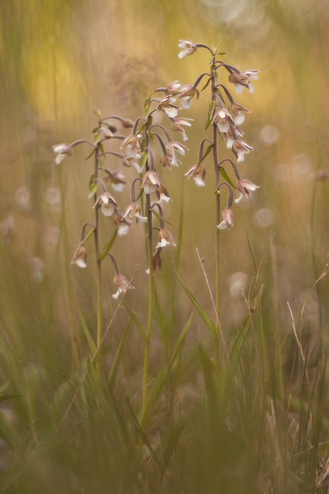 Epipactis palustris