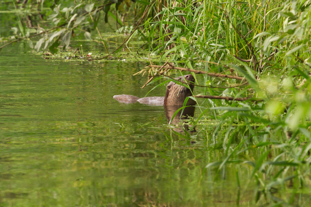 Fischotter in der Ise