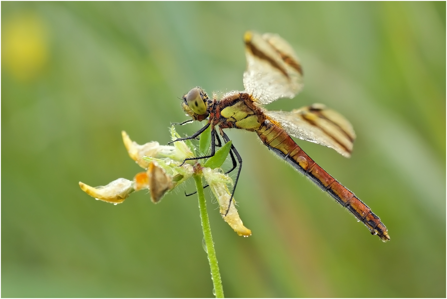 Sympetrum pedemontanum – Gebänderte Heidelibelle