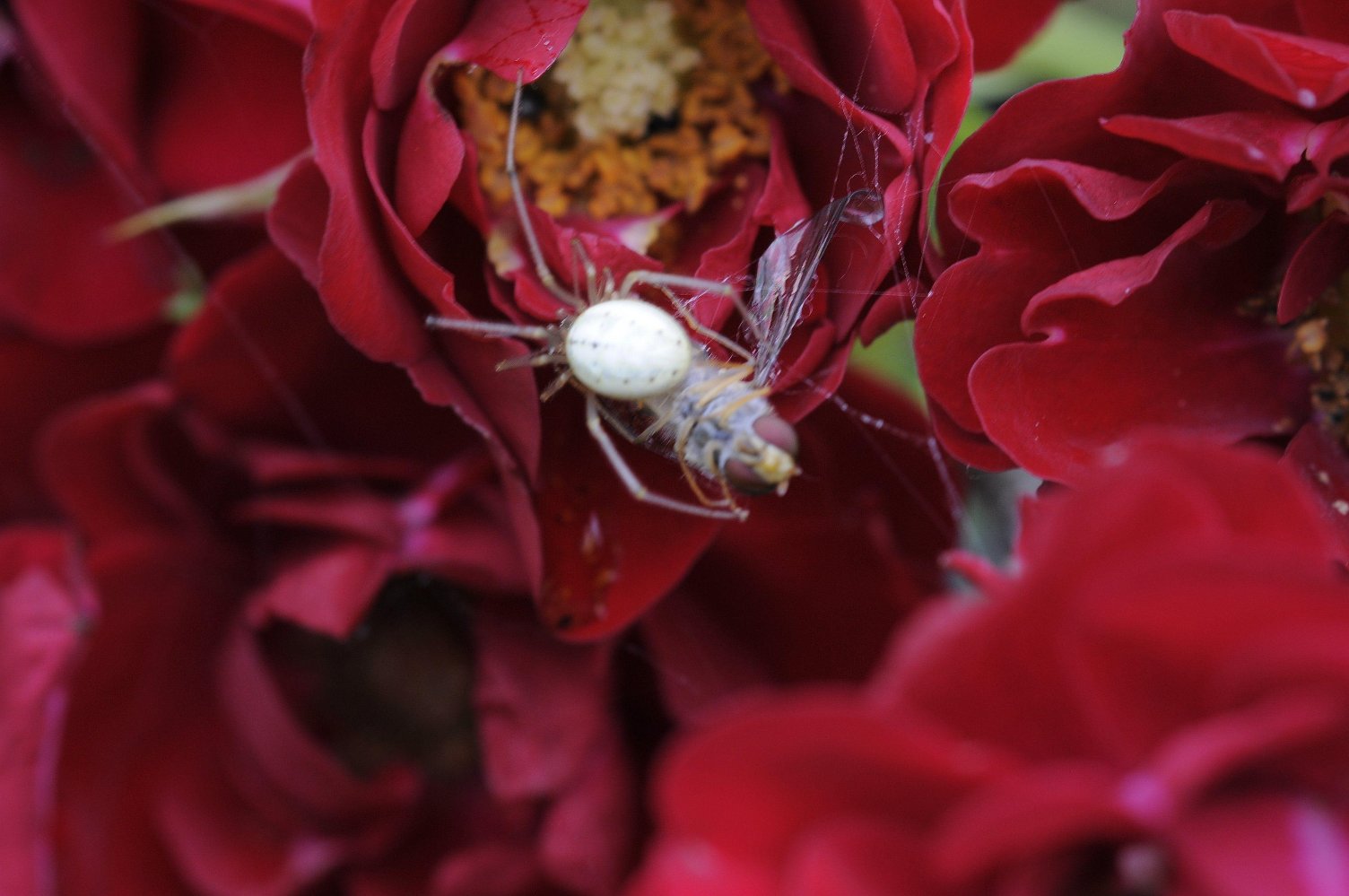 Spinne mit Opfer