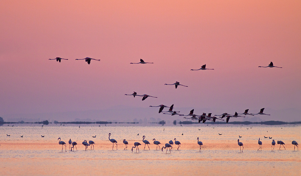 Morgenstimmung in der Camargue