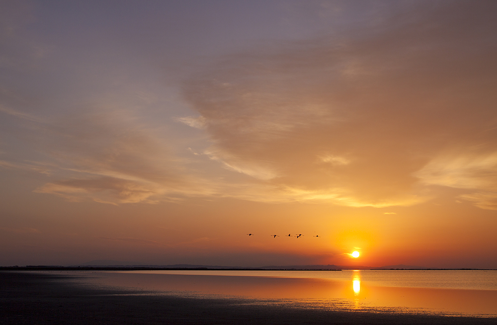 Morgenstimmung in der Camargue II