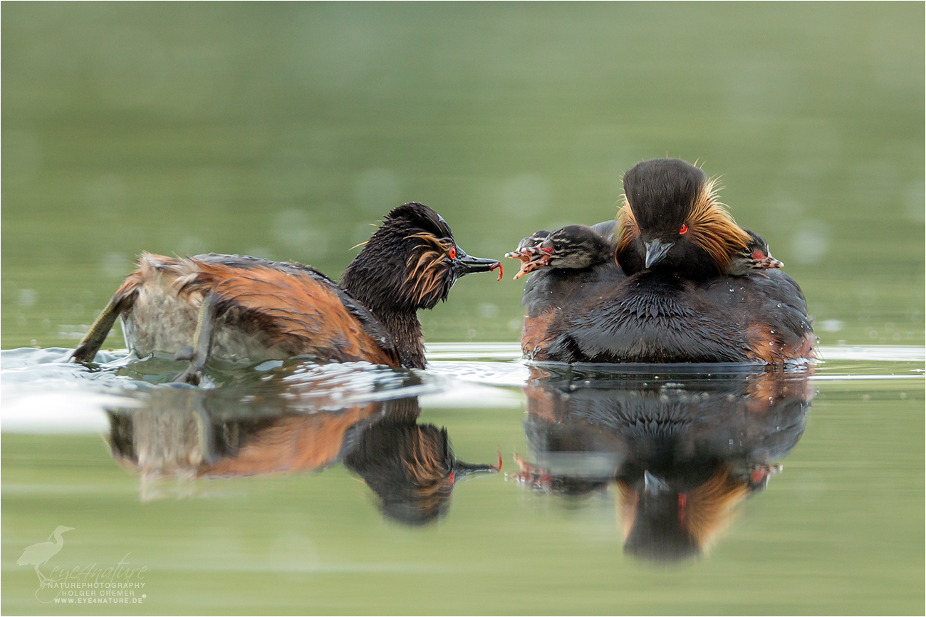 Schwarzhalstaucher (Podiceps nigricollis) #2