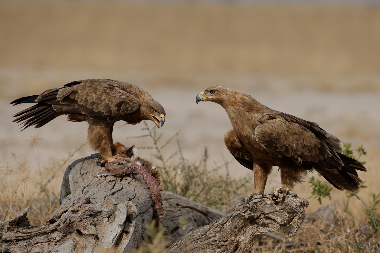 Raubadler (Aquila rapax), Eng. Tawny Eagle