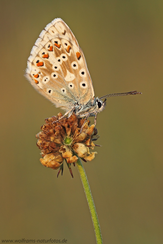 Silbergrüner Bläuling (Polyommatus coridon)