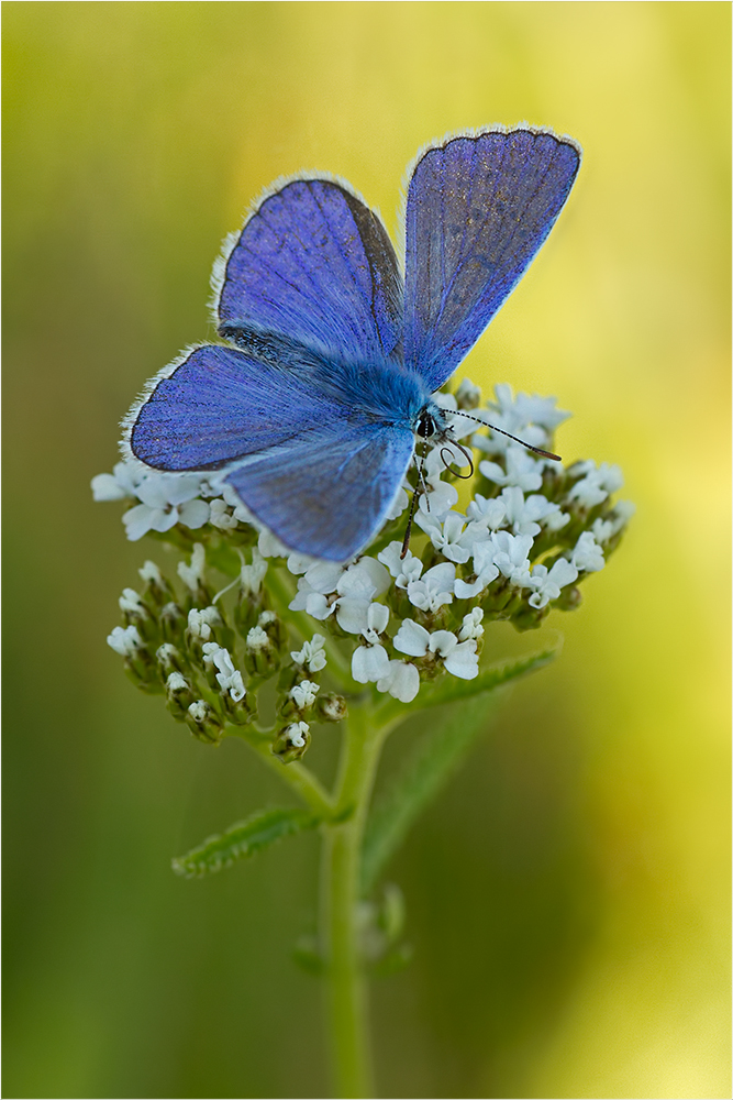 Blaue Schönheit