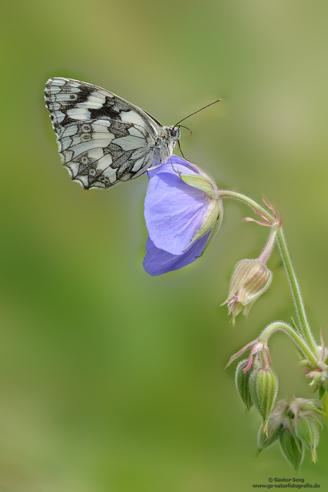 Schachbrettfalter  (Melanargia galathea).. RELOAD