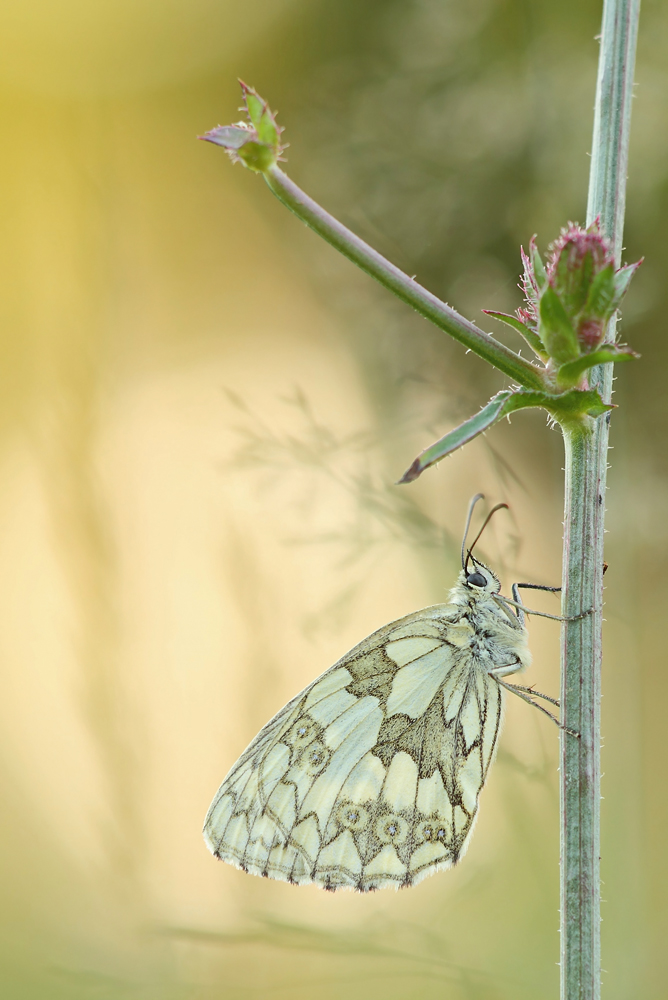 ~ Melanargia galathea ~ #2