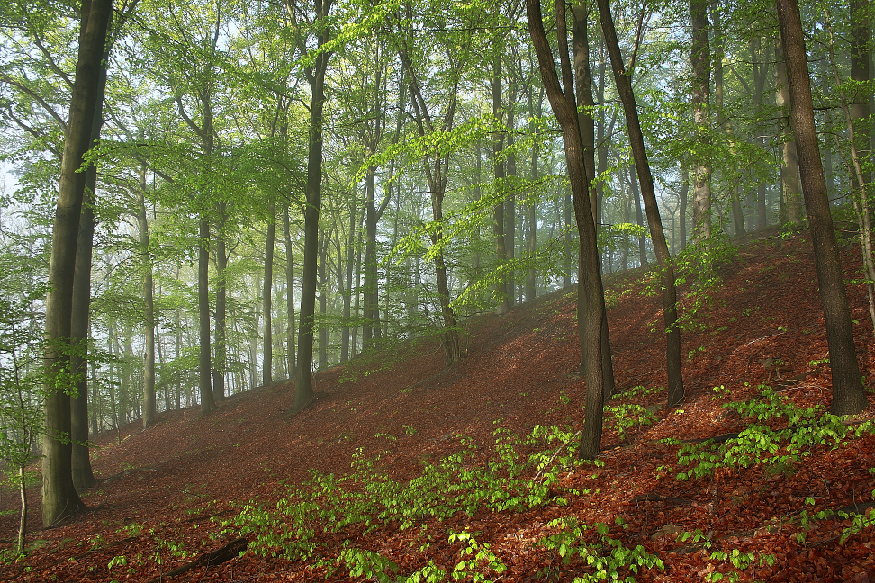 Morgennebel im Buchenwald