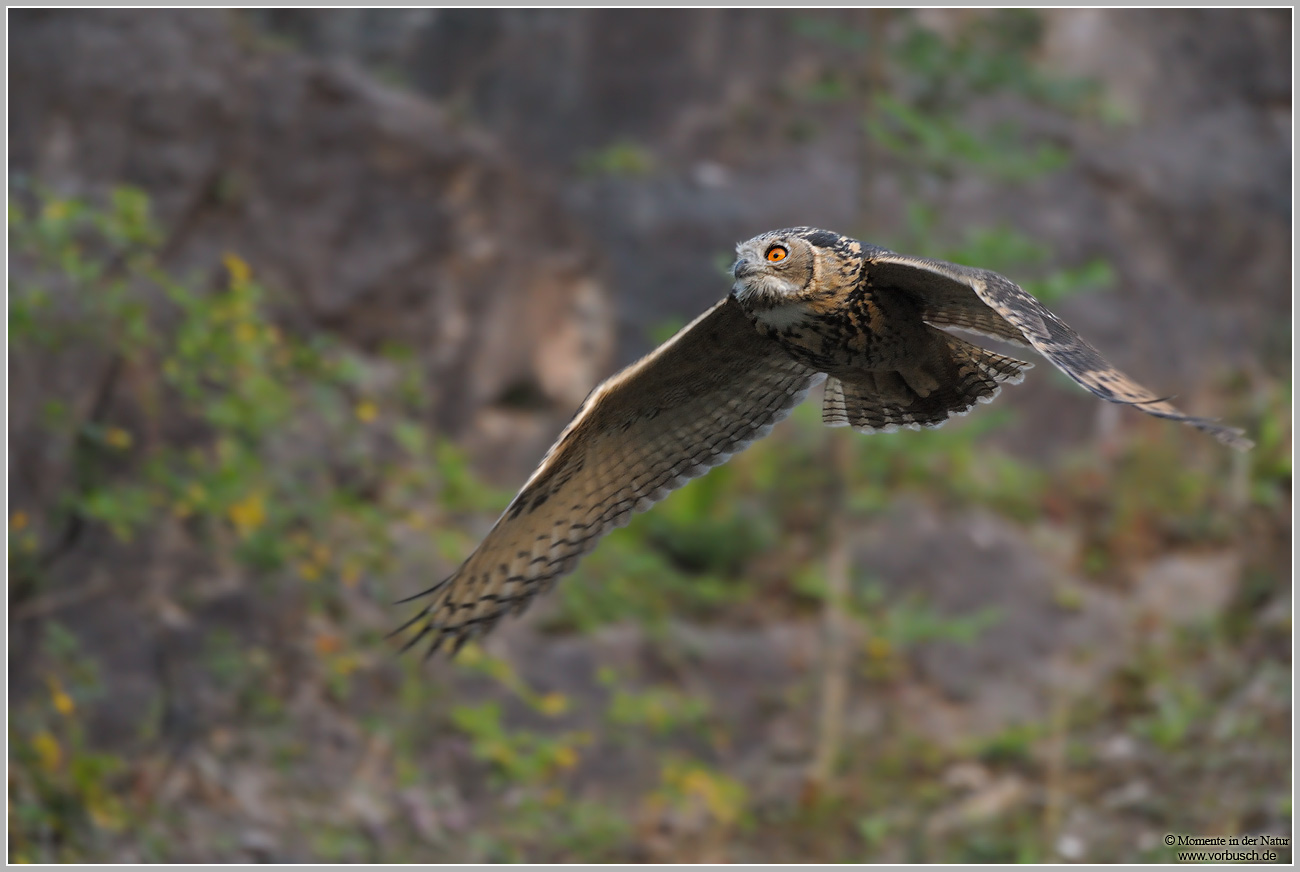 Uhu (Bubo bubo)