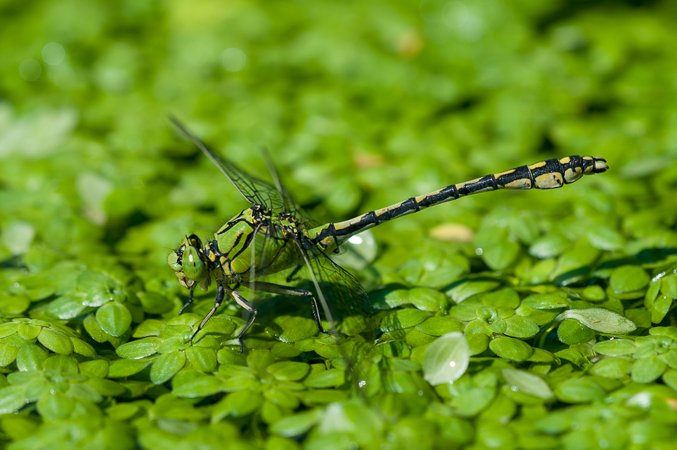 Grüne Flussjungfer (Ophiogomphus cecilia)