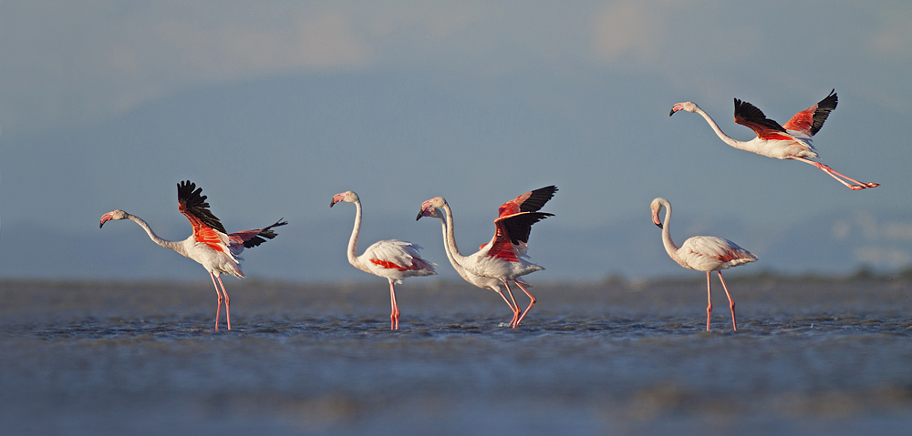 Flamingos I