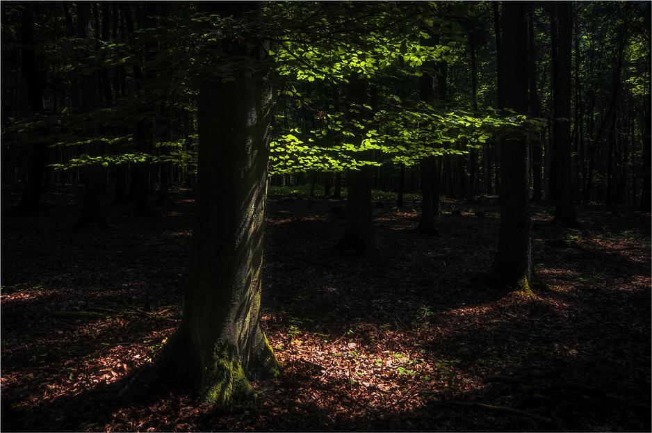 Im sommerlichen Zwielicht