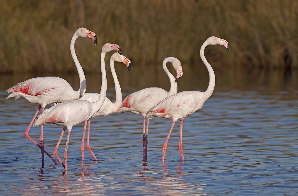 Flamingos II